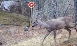 KARABÜK’TE YABAN HAYATINDAN ETKİLEYİCİ KARELER
