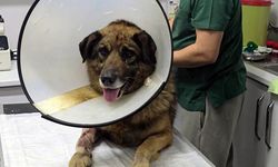 ZONGULDAK'TA HAVLADIĞI İÇİN KURŞUNLANAN KÖPEK HAYATA TUTUNDU