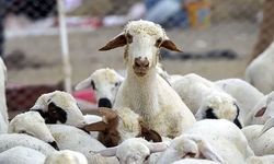 "KIRSALDA BEREKET KÜÇÜKBAŞ HAYVANA DESTEK PROJESİ" BAŞVURULARI BAŞLADI