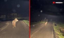 EFLANİ'DE AÇ KALAN KURT KÖYE İNDİ