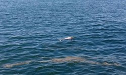 KDZ EREĞLİ SAHİLİNDE ÖLÜ YUNUS BULUNDU