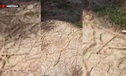 OKUL BAHÇESİNDE ÇAM KESEBÖCEĞİ TIRTILI ALARMI