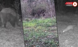 OVACIK'TA YABAN HAYVANLARI FOTOKAPANA TAKILDI