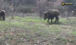 OVACIK'TA YABAN HAYAT FOTOKAPANLA GÖRÜNTÜLENDİ