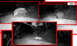 KARABÜK'TE YABAN HAYAT FOTOKAPANDA