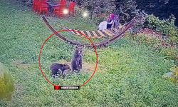 BAHÇEYE GİREN YAVRU AYILAR KAMERALARDA