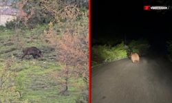 SAFRANBOLU'DA YABAN HAYAT GÖRÜNTÜLENDİ