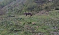 AÇ KALAN ÇAKAL YERLEŞİM YERİNE İNDİ