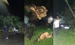 BARTIN'DA ÇIKAN FIRTINADA AĞAÇLAR OTOMOBİLLERİN ÜZERİNE DEVRİLDİ