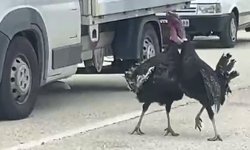 HİNDİLERİN YOL ORTASINDAKİ KABGASI TRRAFİĞİ DURDURDU