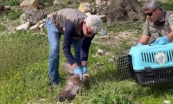 KIZIL ŞAHİN TEDAVİ SONRASI DOĞAYA SALINDI
