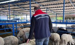 BOLU'DA KURBAN PAZARLARI DENETLENDİ