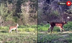 OVACIK'TA NADİR TÜR VAŞAK GÖRÜNTÜLENDİ