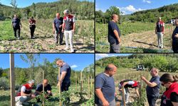 SAFRANBOLU’DA KARTOPU YEM KARPUZU İLK KEZ EKİLECEK