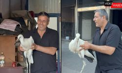 KARABÜK'TE UÇAMAYAN LEYLEK OTO YIKAMAYA SIĞINDI