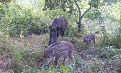 KASTAMONU'DA VAHŞİ YAŞAM FOTOKAPANA YANSIDI