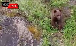 YENİCE İLÇE MERKEZİNE İNEN AYI KAMERADA