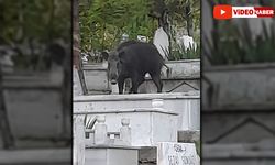 MEZARLIKTA YABAN DOMUZU GÖRÜLDÜ