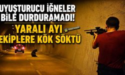 YARALI AYI EKİPLERE KÖK SÖKTÜ