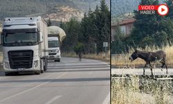 KARAYOLUNA ÇIKAN EŞEK TEHLİKE YARATTI