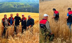 KARABÜK'TE ÇEKİRGE ALARMI SONRASI TARLALARDA İNCELEME