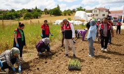 KASTAMONU'DA ÇİFTÇİLERE ÜCRETSİZ AROMATİK BİTKİ FİDESİ DESTEĞİ