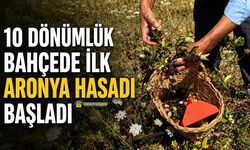 10 DÖNÜMLÜK BAHÇEDE İLK ARONYA HASADI BAŞLADI