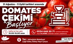 SAFRANBOLU'DA DOMATES ÇEKİMİ BAŞLIYOR