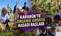KARABÜK’TE ORGANİK ARONYA HASADI BAŞLADI