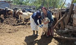 SAFRANBOLU’DA YENİ DOĞAN KUZULAR KAYIT ALTINA ALINIYOR