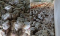 MUDURNU'DA 4 BİN TAVUK TELEF OLDU