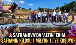 SAFRANOVA'DA ‘ALTIN’ EKİM GERÇEKLEŞTİRİLDİ