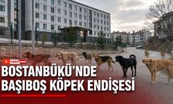 BOSTANBÜKÜ’NDE BAŞIBOŞ KÖPEK ENDİŞESİ