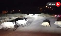 YOLUNU ŞAŞIRAN YAVRU DOMUZA YOL TARİF ETTİ