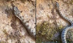 KASTAMONU'DA BOYNUZLU ENGEREK YILANI