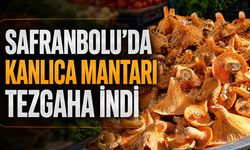 SAFRANBOLU’DA KANLICA MANTARI TEZGAHA İNDİ