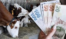 KARABÜK’TE HAYVANCILIK DESTEĞİ BAŞVURULARI SÜRÜYOR