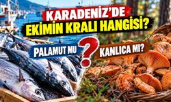 KARADENİZ'DE EKİMİN KRALI HANGİSİ? PALAMUT MU? KANLICA MI?