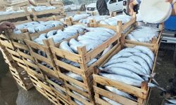 KASTAMONU'DA KİLOLUK PALAMUTLAR 40 TL'YE DÜŞTÜ