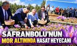 SAFRANBOLU'NUN MOR ALTININDA HASAT HEYECANI