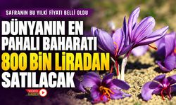SAFRANIN BU YILKİ FİYATI BELLİ OLDU