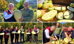 SAFRANBOLU'DA KARTOPU YEM KARPUZ HASATI