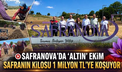 SAFRANOVA'DA ‘ALTIN’ EKİM GERÇEKLEŞTİRİLDİ
