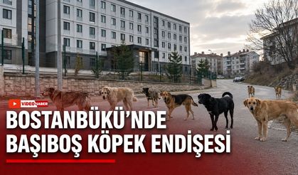 BOSTANBÜKÜ’NDE BAŞIBOŞ KÖPEK ENDİŞESİ