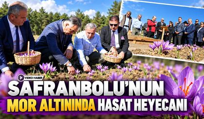 SAFRANBOLU'NUN MOR ALTININDA HASAT HEYECANI