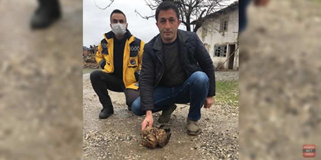 YARALI DOĞAN TEDAVİ ALTINA ALINDI