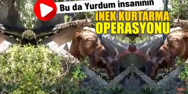 BU DA YURDUM İNSANININ İNEK KURTARMA OPERASYONU