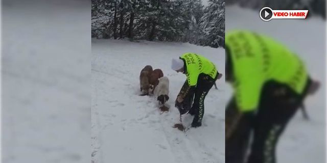 YİYECEK ARAYAN KÖPEKLERE TRAFİK POLİSLERİNDEN MAMA