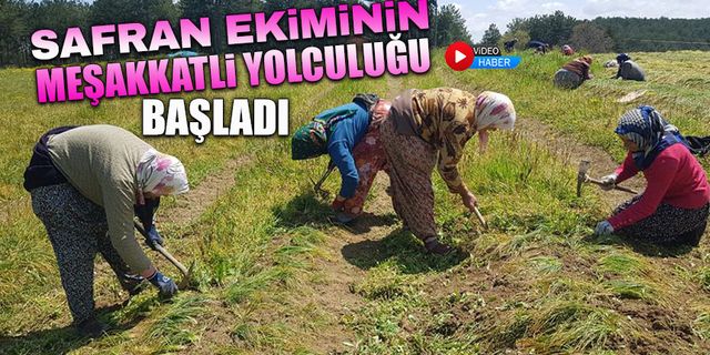 SAFRAN EKİMİNİN MEŞAKKATLİ YOLCULUĞU BAŞLADI