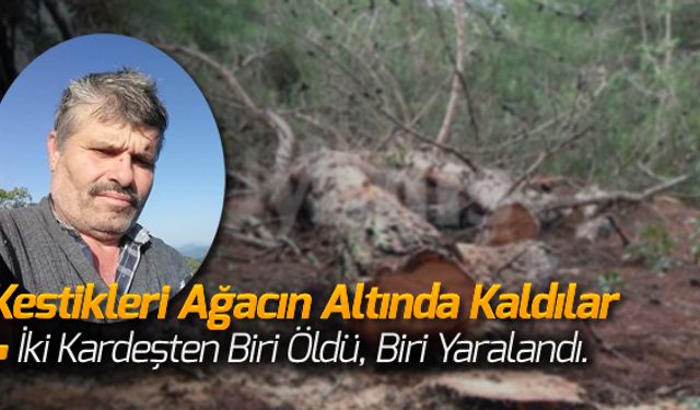 KESTİKLERİ AĞACIN ALTINDA KALDILAR: 1 ÖLÜ, 1 YARALI